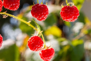 Taze olgun ahududuların makro resmi.