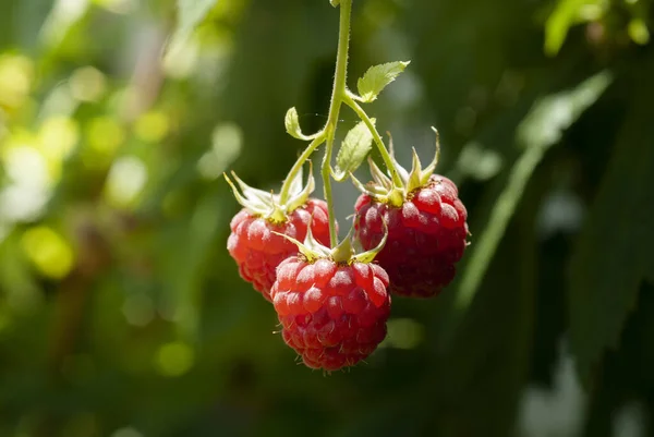 Macro Beeld Van Verse Rijpe Frambozen — Stockfoto