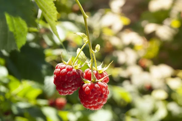 Macro Image Fresh Ripe Raspberries — Stock Photo, Image