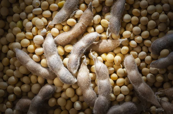 Soya Tohumları Tohumlar Fasulyeler Yazın Sonlarına Doğru Ekilmiş Tarlalardan Toplandı — Stok fotoğraf