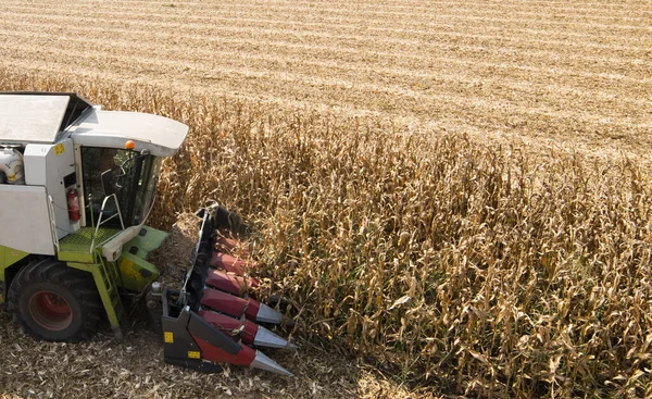 Combine Operador Colheita Milho Campo Dia Ensolarado — Fotografia de Stock