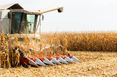 Sunny Day 'de Tarlada Mısır Toplama Operatörünü Birleştir.