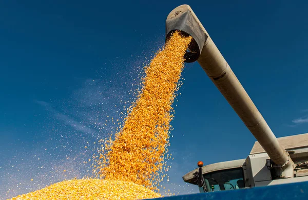 Grain Auger Combine Pouring Corn Tractor Trailer — Stock Photo, Image