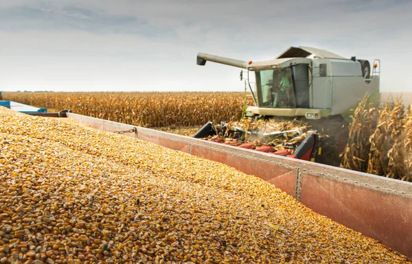 Combineer Het Oogsten Van Maïs Het Veld Zonnige Dag — Stockfoto