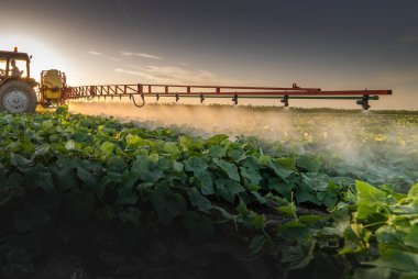 Traktör baharda sebze tarlasına böcek ilacı püskürtüyor.