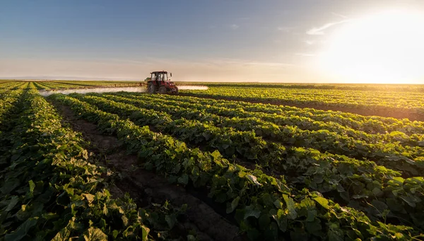 Trator Pulverização Pesticidas Campo Vegetal Com Pulverizador Primavera — Fotografia de Stock