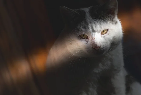 big white cat ready to attack