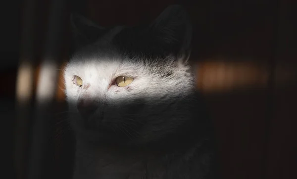 Big White Cat Ready Attack — Stock Photo, Image