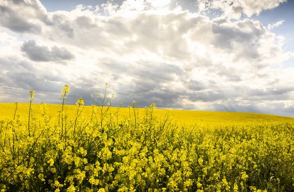 Agricultural Landscape Canola Rapeseed Farm Field — Stock Photo, Image