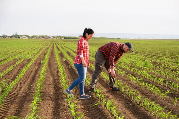 Young Farmers Examing Planted Young Soy Spring — Stock Photo, Image