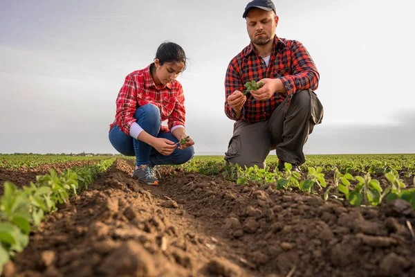 Jovens Agricultores Que Examinam Soja Jovem Plantada Primavera — Fotografia de Stock