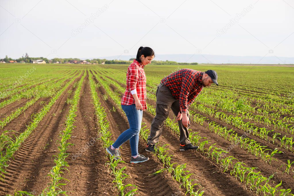 Young farmers examing planted young soy in spring