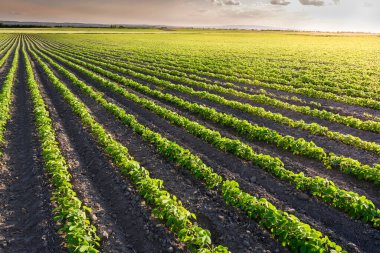 Genç soya bitkileri ekili tarlalarda yetişiyor.