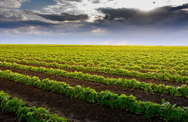 Imagem Nuvens Carregadas Chuva Chegando Sobre Uma Grande Plantação Soja — Fotografia de Stock