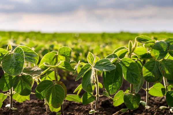 Open Soybean Field Sunset Soybean Field — Stock Photo, Image