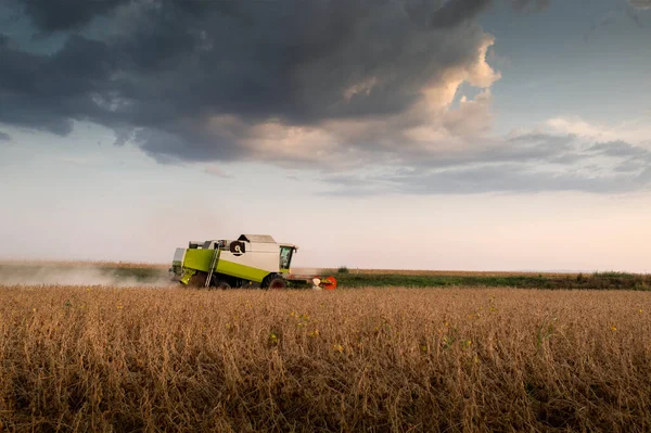 Combine Harvesting Soybeans Sunset — Stock Photo, Image