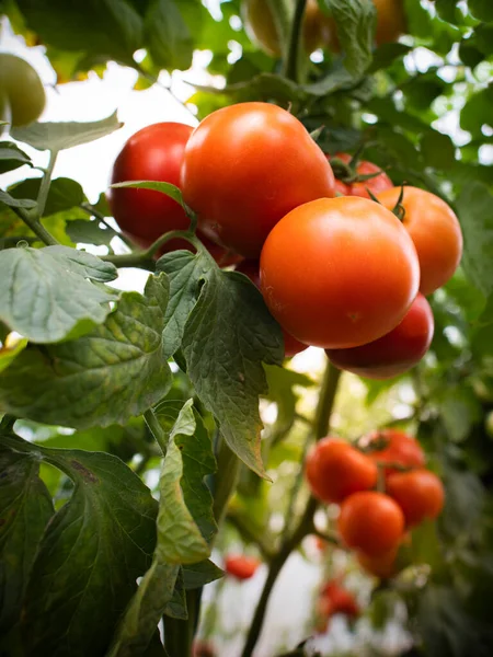 Tomates Crescendo Jardim — Fotografia de Stock