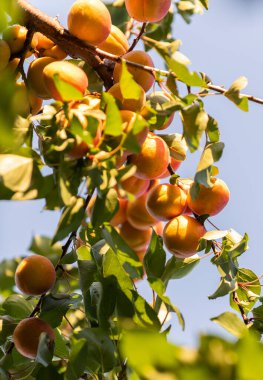 Bir grup olgun kayısı güneş ışığında dallanır.