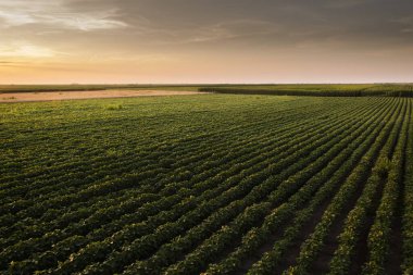 Gün batımında açık soya fasulyesi tarlası. .