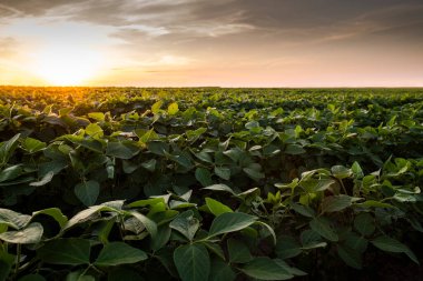 Gün batımında açık soya fasulyesi tarlası. .