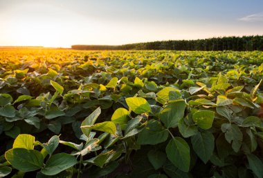 Gün batımında açık soya fasulyesi tarlası. .