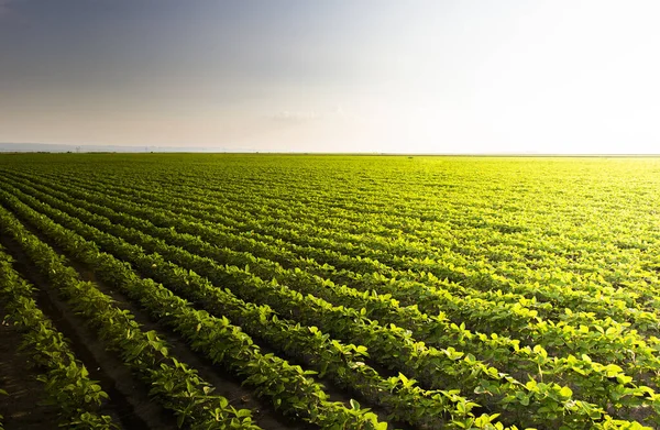 Gün Batımında Açık Soya Fasulyesi Tarlası — Stok fotoğraf