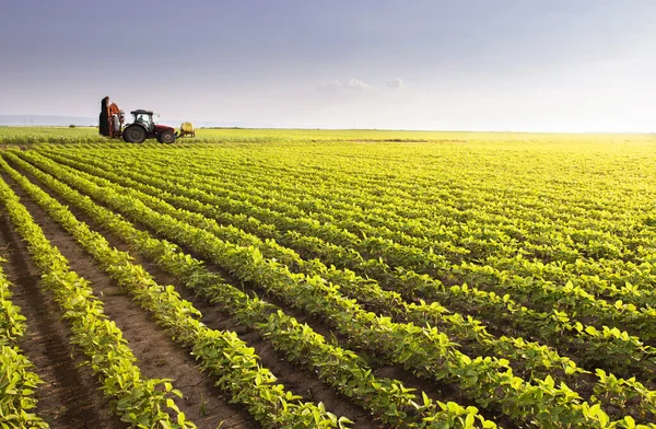 Trator Pulverizando Pesticidas Campo Soja Com Pulverizador Primavera — Fotografia de Stock