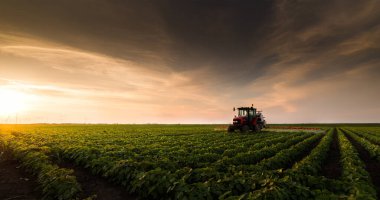 Traktör baharda soya tarlasına böcek ilacı püskürtüyor.