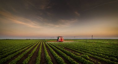 Traktör baharda soya tarlasına böcek ilacı püskürtüyor.
