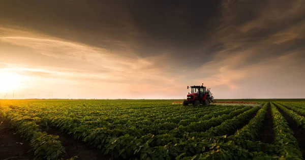 Trekker Sproeien Pesticiden Soja Veld Met Sproeiapparaat Het Voorjaar — Stockfoto