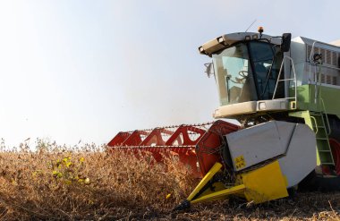 Gün batımında biraraya getirerek soya fasulyesi