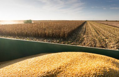 Alacakaranlıkta mısırları hasat eden hasatçıyı birleştirin.
