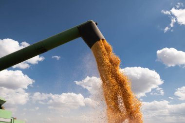 Traktör römorkuna mısır döken bir buğday.