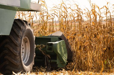 Sunny Day 'de Tarlada Mısır Toplama Operatörünü Birleştir.