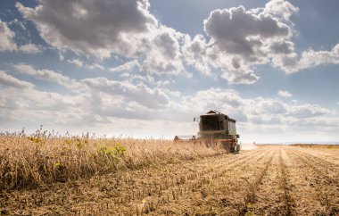 Buğday tarlasında çalışan bir biçerdöver.