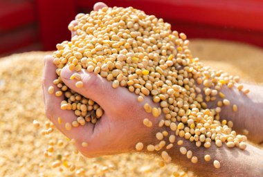 Hasattan sonra soya fasulyesi tutan köylü elleri