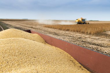 Buğday tarlasında çalışan bir biçerdöver.