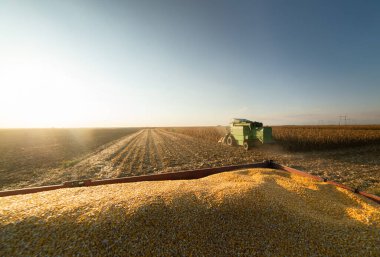 Mısır alan yaz aylarında alacakaranlıkta