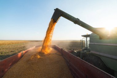 Alacakaranlıkta mısırları hasat eden hasatçıyı birleştirin.