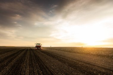 Traktör tohumu eken bir çiftçi. Tarım tarlasına ekin ekiyor. Bitkiler, buğday.
