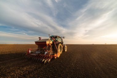 Traktör tohumu eken bir çiftçi. Tarım tarlasına ekin ekiyor. Bitkiler, buğday.