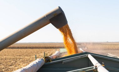 Hasat makinası mısır tohumları döker..
