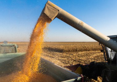 Traktör römorkuna mısır döken bir buğday.