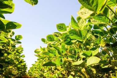 Genç soya bitkileri ekili tarlalarda yetişiyor.