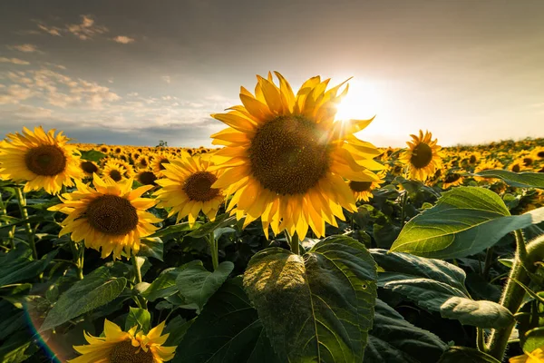 Open Young Sunflowers Field Sunset Corn Field — Stock Photo, Image