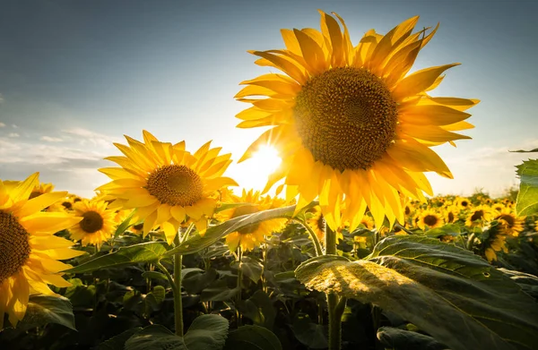 Abrir Campo Girasoles Jóvenes Atardecer Campo Maíz — Foto de Stock