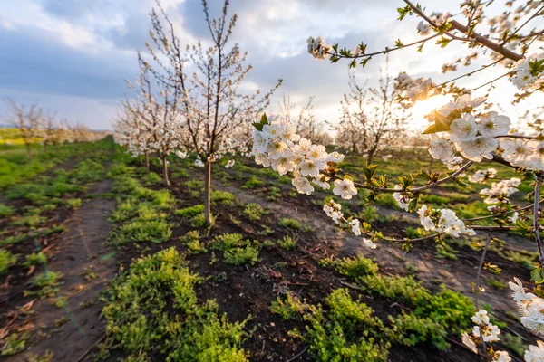 Verger Cerisiers Fleurs Printemps — Photo