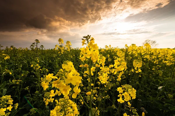 Agricultural Landscape Canola Rapeseed Farm Field — Stock Photo, Image