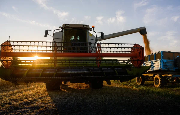 Tarière Grain Combiner Verser Soja Dans Remorque Tracteur — Photo