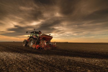 Traktör tohumu eken bir çiftçi. Tarım tarlasına ekin ekiyor. Bitkiler, buğday.